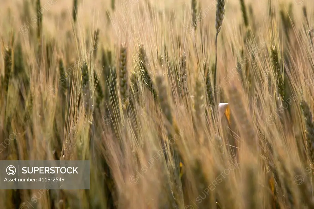 Photograph of a wheat field in the Plain
