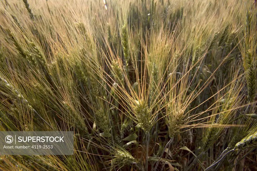 Photograph of a wheat field in the Plain
