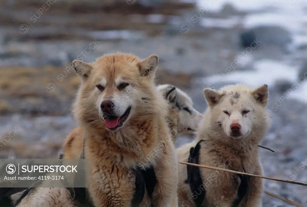 Photograph of the dogs of the Eskimo people in Canada