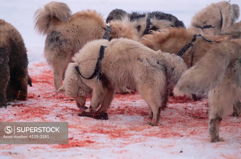 Photograph of the Eskimo´s dogs bloody lunch time