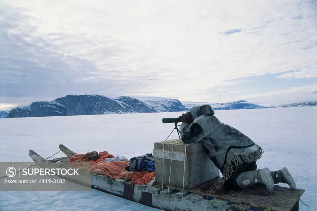 Photograph of an Eskimo scout on a sled in Baffin Canada