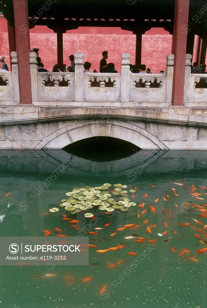 Photograph of a pond with goldfishes in Beijing