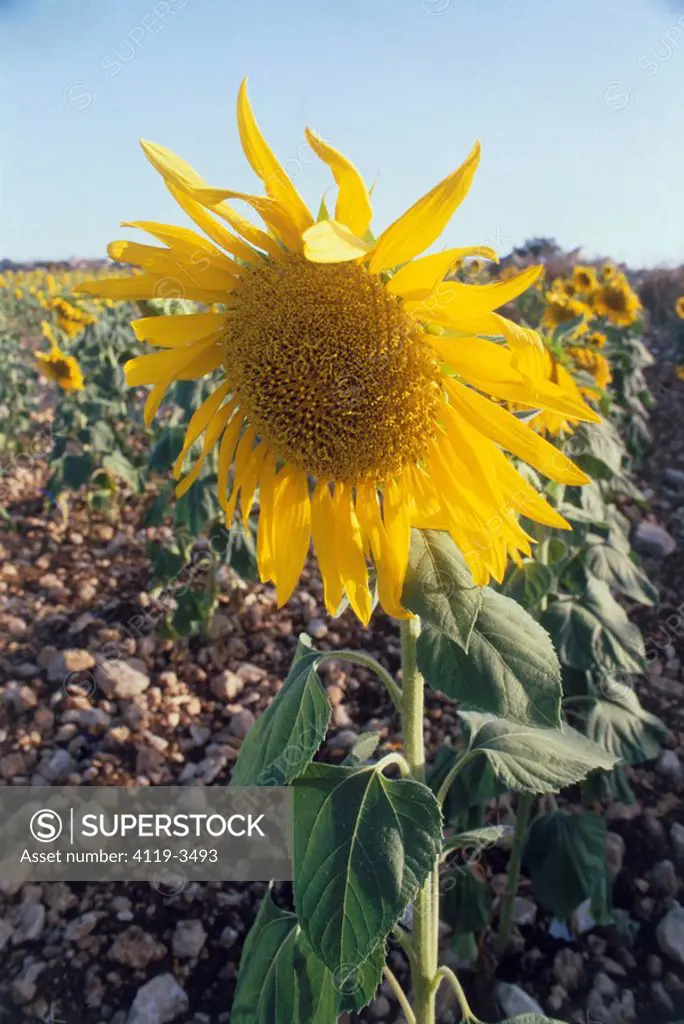 Closeup of a sunflower in a field in the Jezreel valley