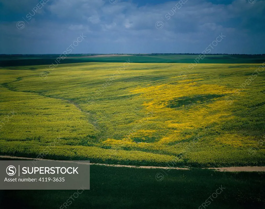 Aerial photograph of a green and yellowish field in the northern Negev