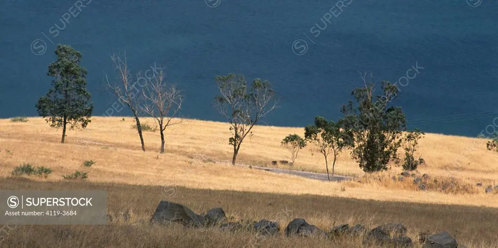 Aerial photograph of the trees infront of the Sea of Galilee