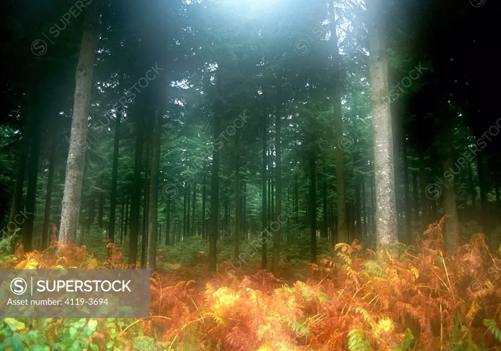 Photograph of a forest in Normandy France