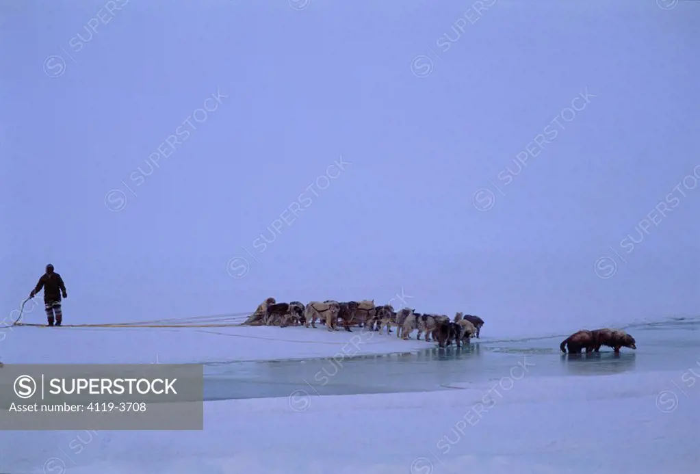 Photograph of an Eskimo and his dogs on the icy plains of Baffin Canada