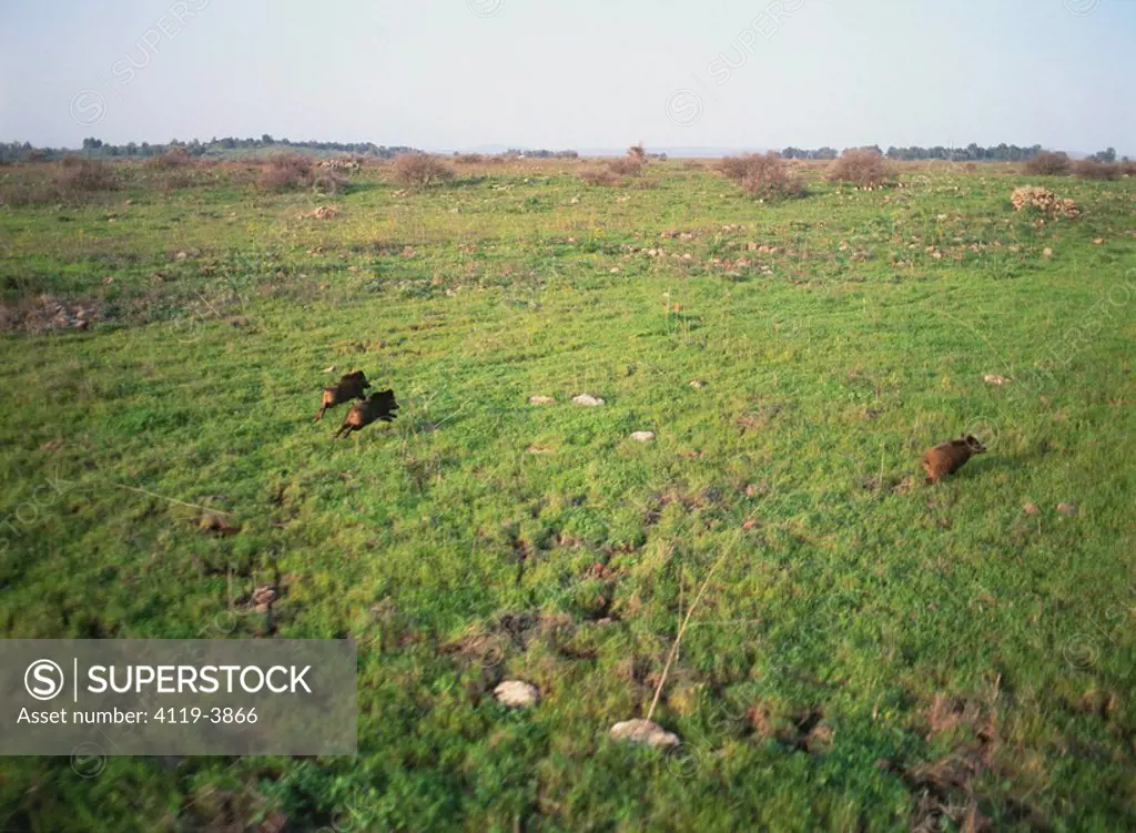 Aerial photograph of wild boars in the northern Golan Heights