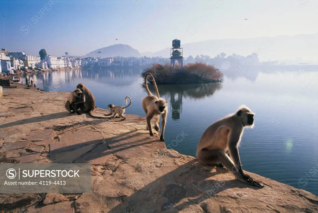 Photograph of monkeys on the river banks in India