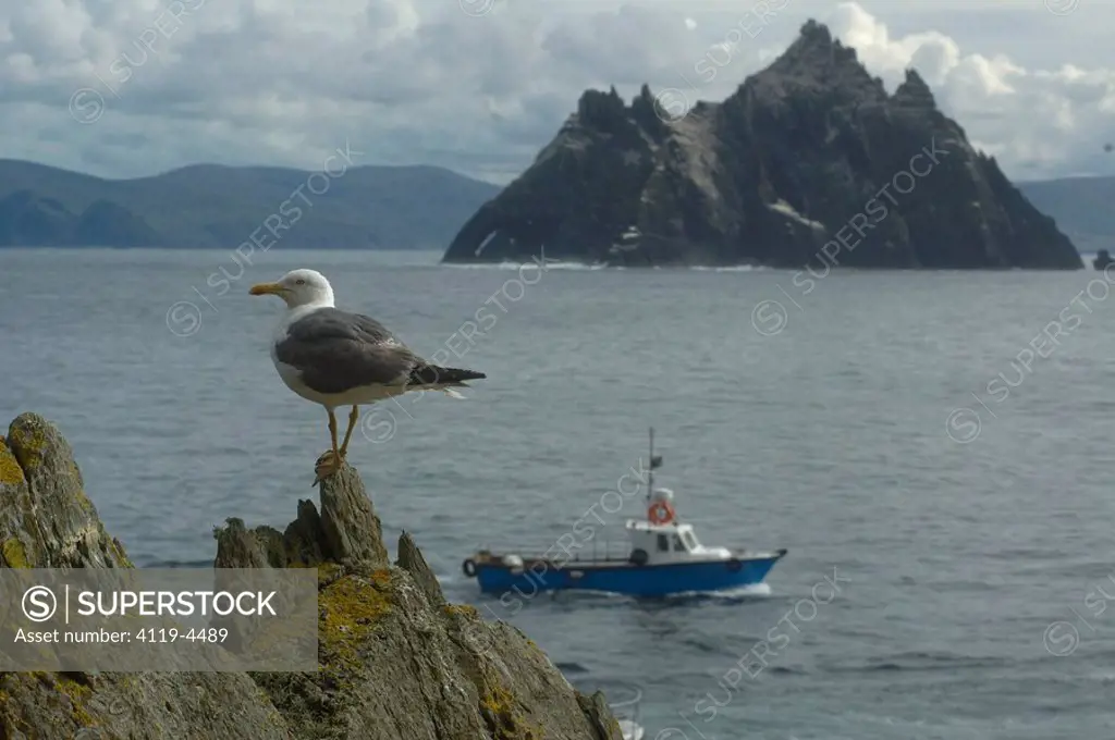 Photograph of a seagull on the edge of a cliff in Ireland