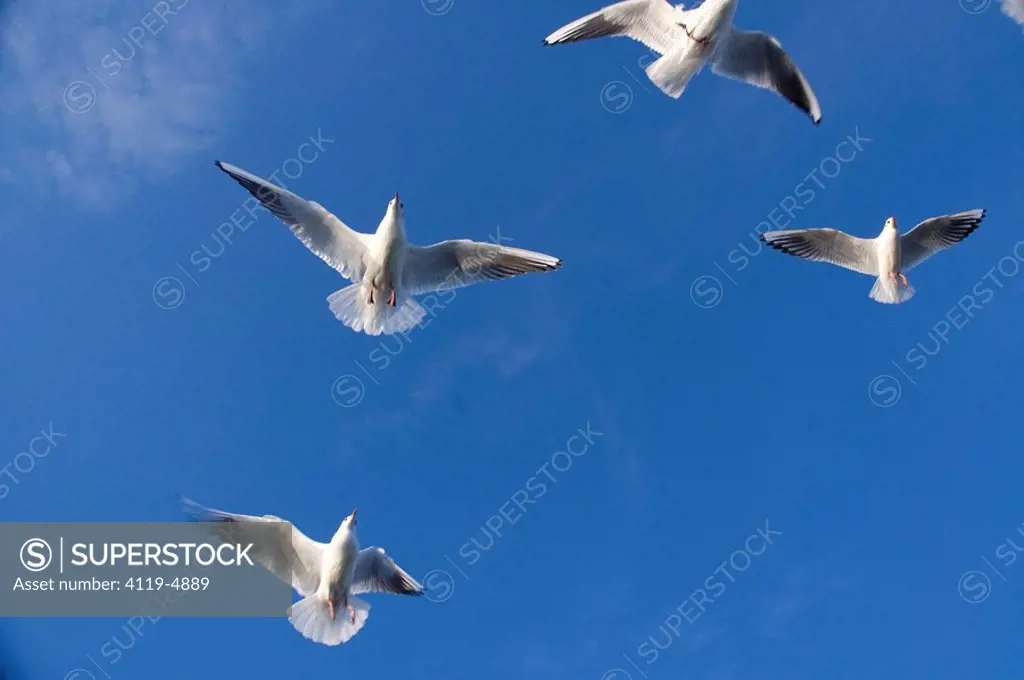 Photograph of seagulls in the Sea of Galilee
