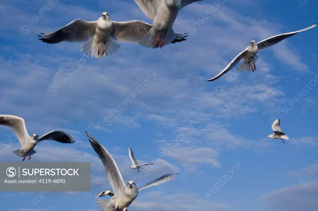 Photograph of seagulls in the Sea of Galilee