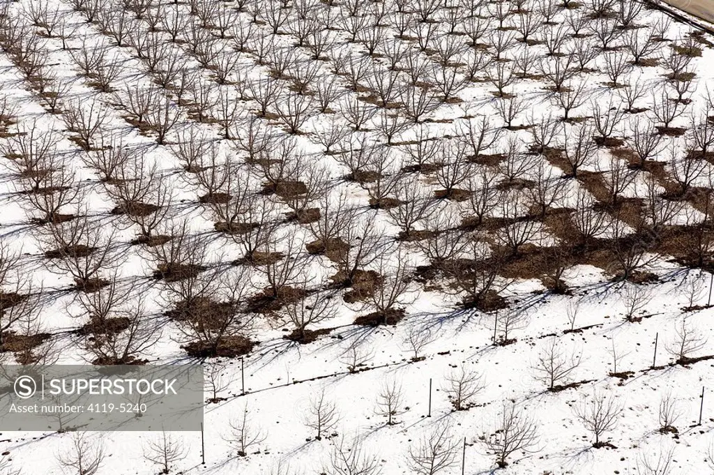 Aerial photograph of a frozen plantation in the Golan Heights