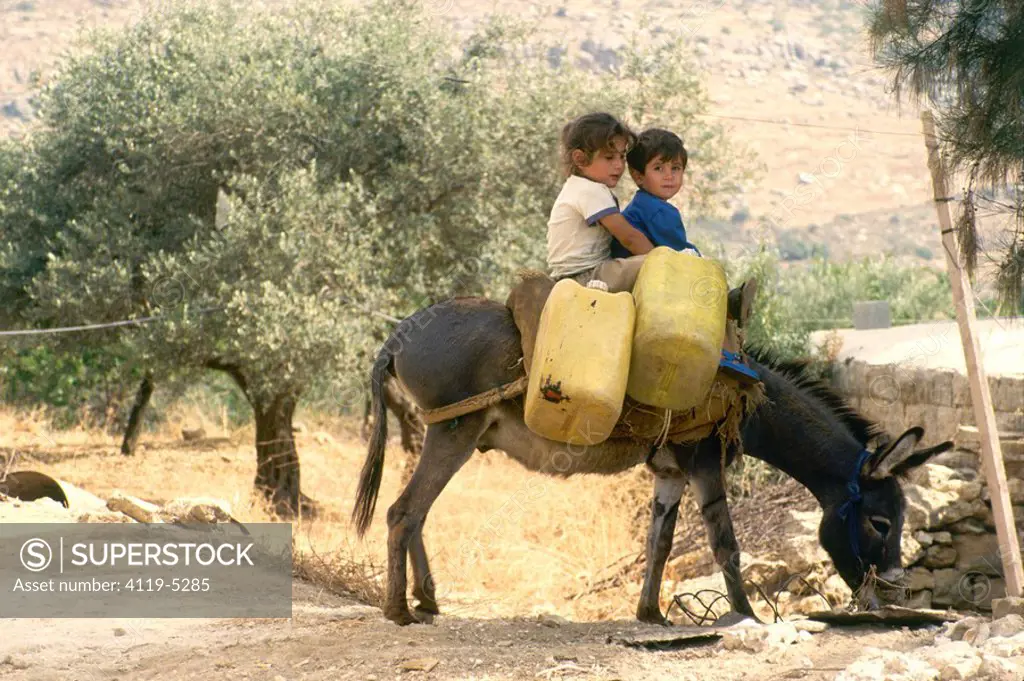 Photograph of two young boys riding on a donkey in an live plantation in Samaria