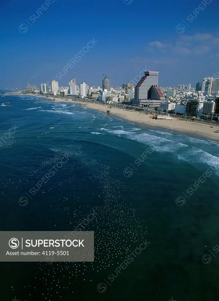 Aerial photograph of Seagulls on the Mediteranean sea near the coast of Tel Aviv