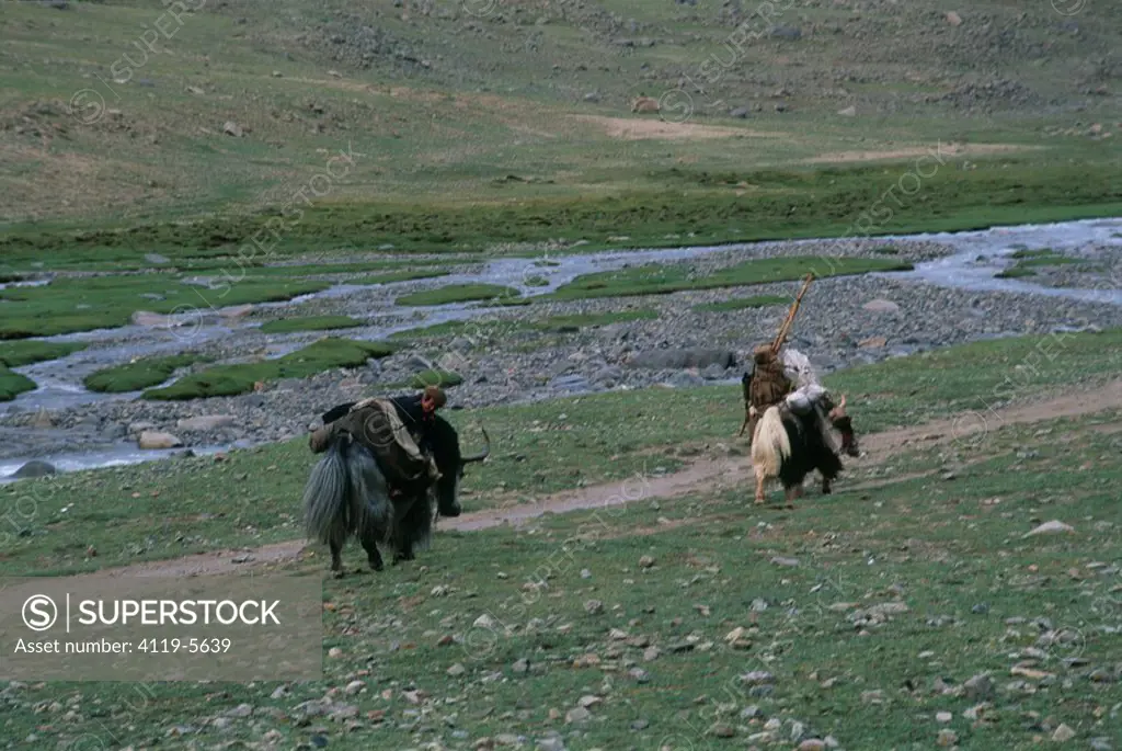 Two Tibatian men riding their Yaks
