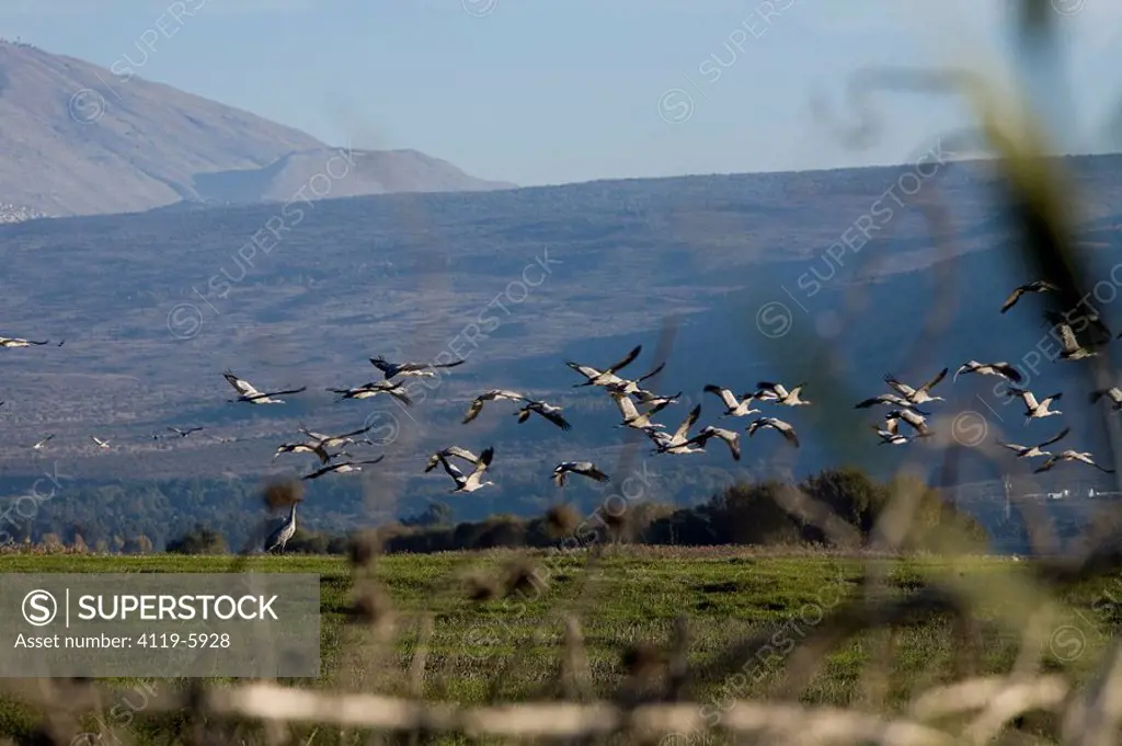 Photograph of cranes in the Chula Valley