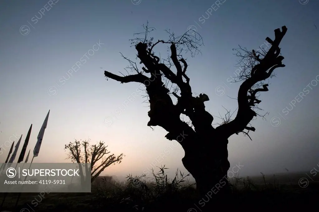 Photograph of the silhouette of a tree stump at dusk