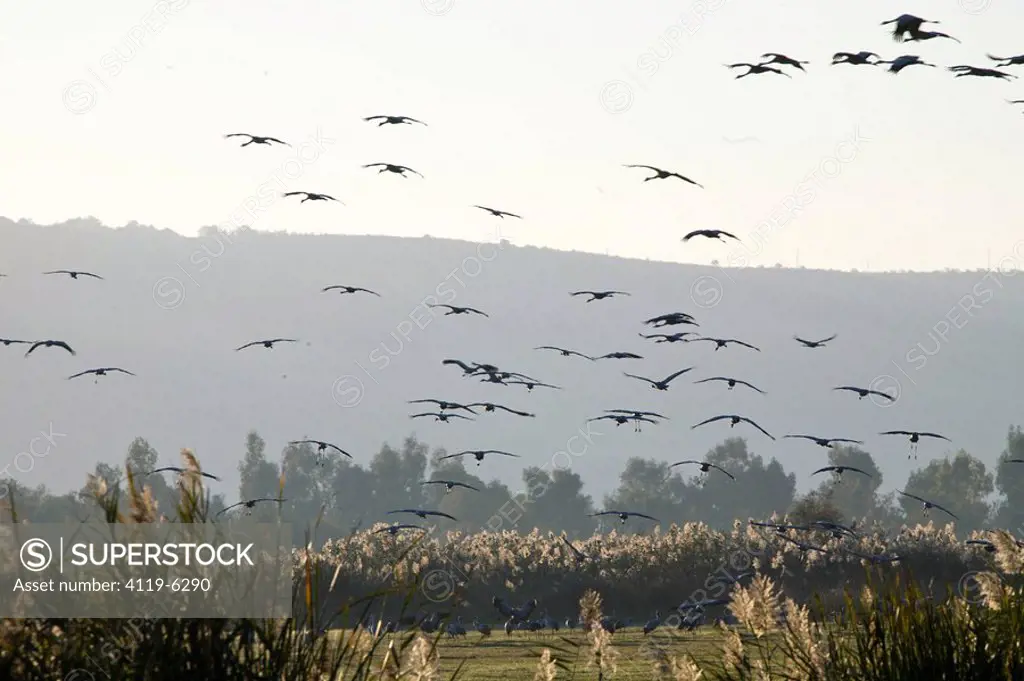 Photograph of Cranes flying above the Chula valley in the Upper Galilee