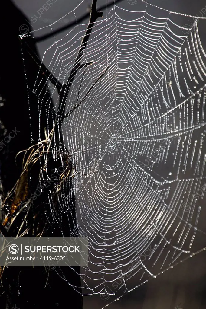 Closeup on the wet spider´s web