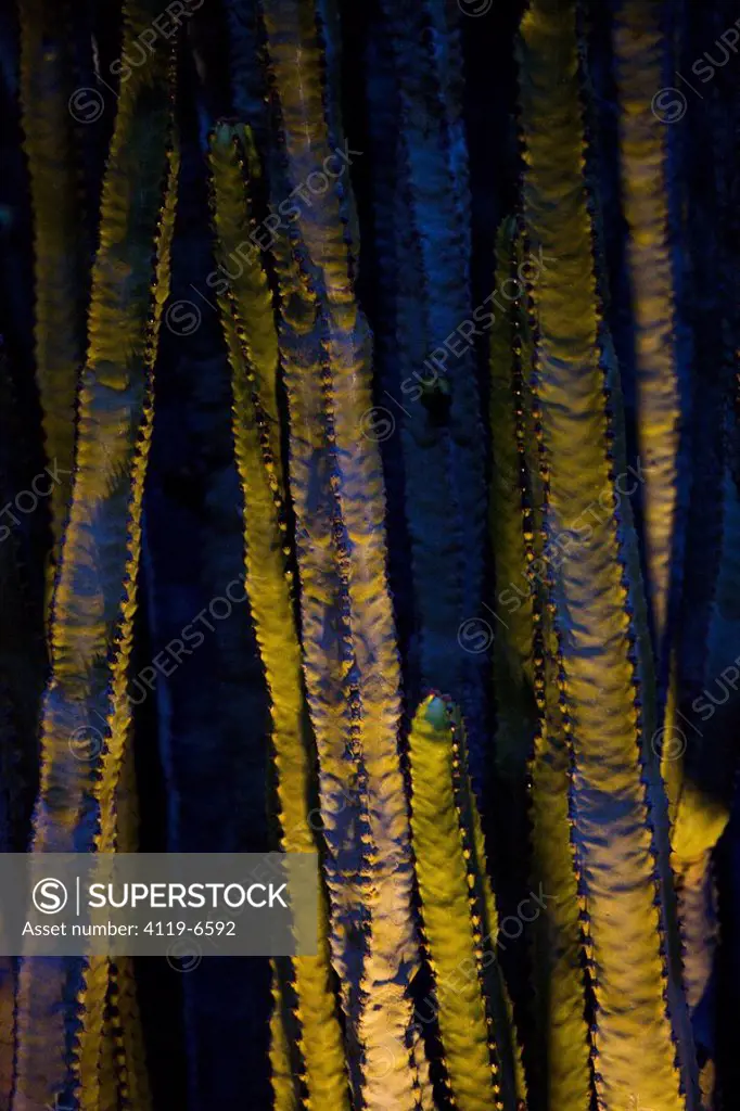 Abstract view of a cactus with blue and green light upon it