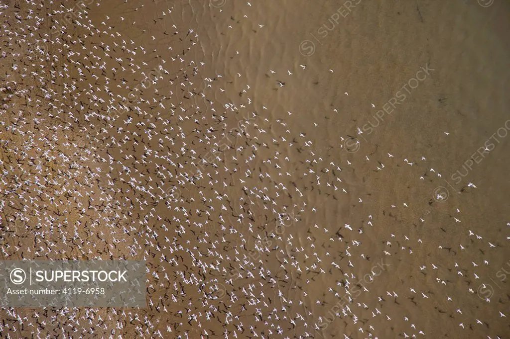 Aerial photograph of water birds in the Sea of Galilee