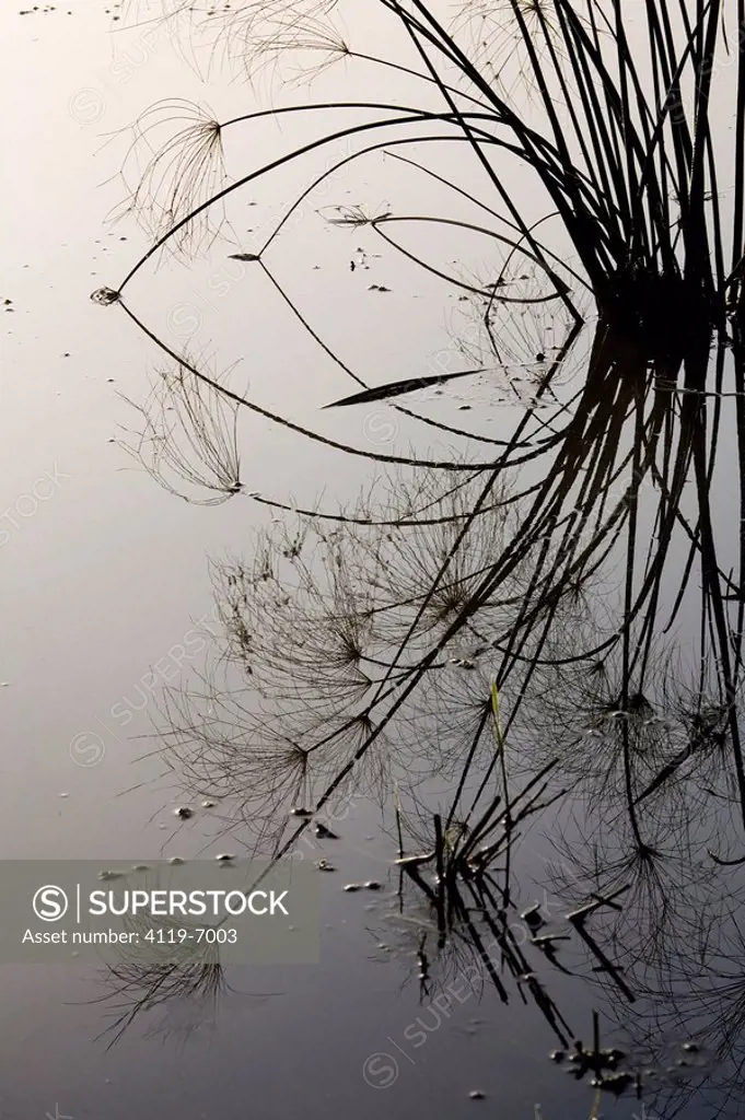 Abstract view of the reflection of a water plant in a swamp in the Galilee
