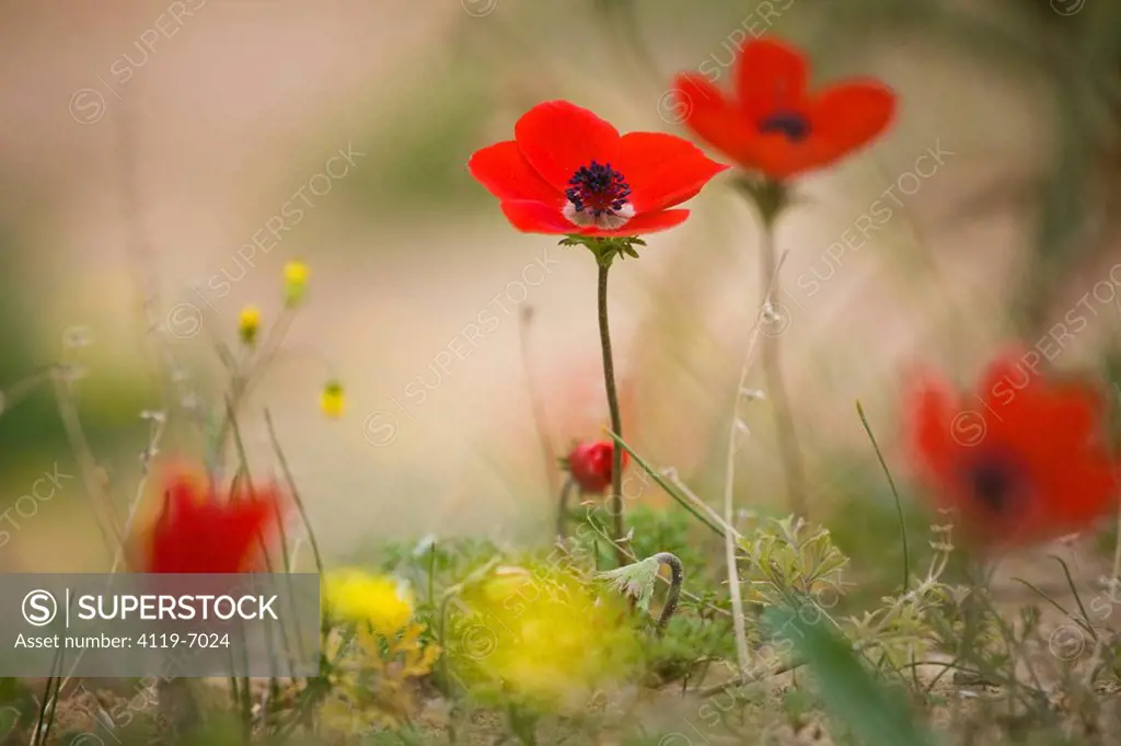Closeup on an Anemone in a field in the western Negev