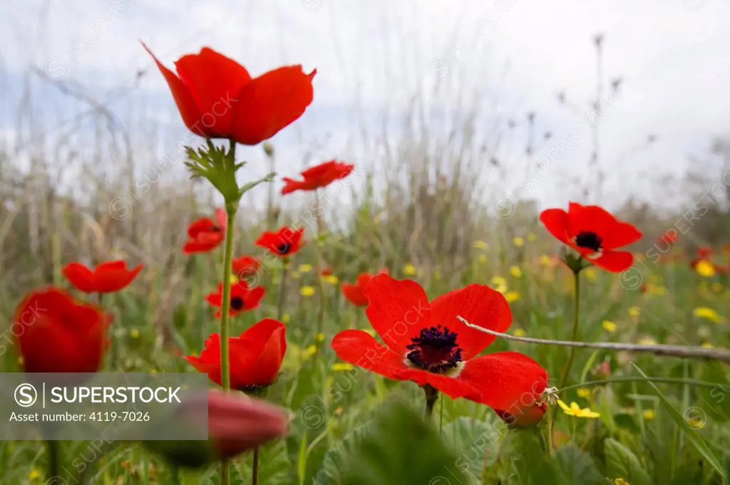 Closeup of a field of Anemones in the Western Negev