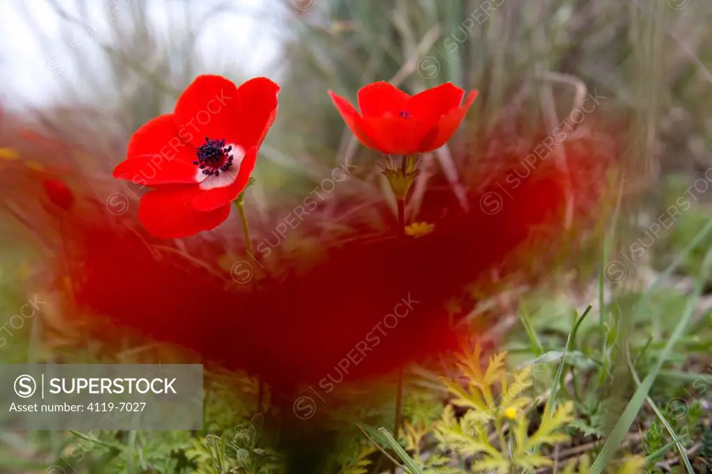 Closeup of a field of Anemones in the Western Negev