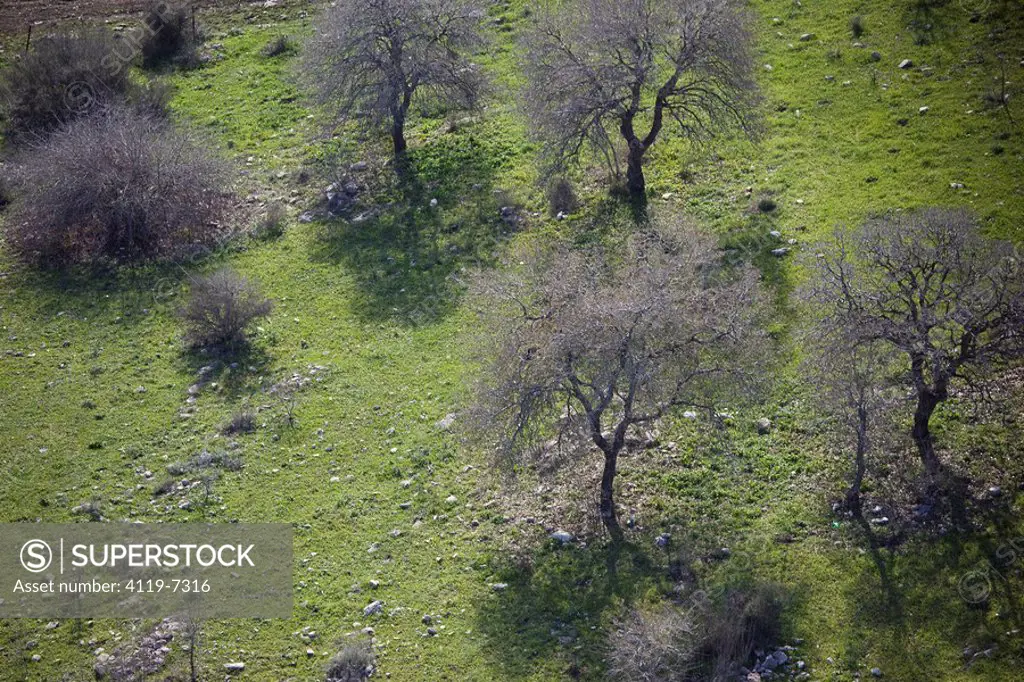 Aerial photograph of a grove in the Galilee