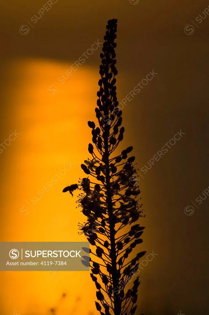 Closeup on a Squill in the Galilee at sunrise