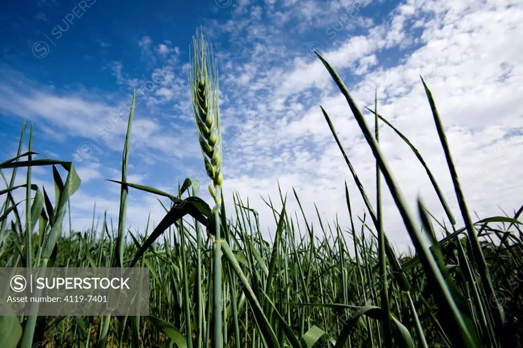 Photograph of a wheat field in the western Negev