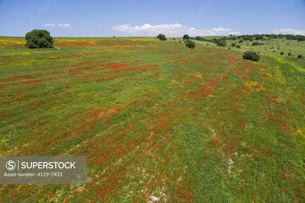 Aerial photograph of a blooming field in Israel