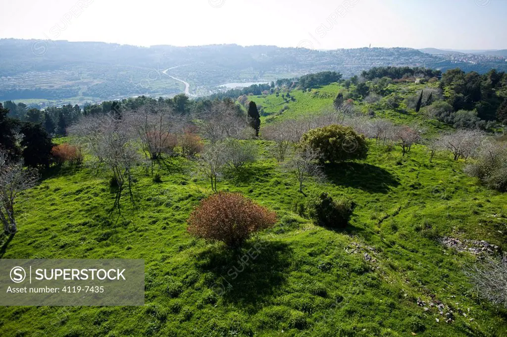 Aerial photograph of the Biriya forest in the Upper Galilee