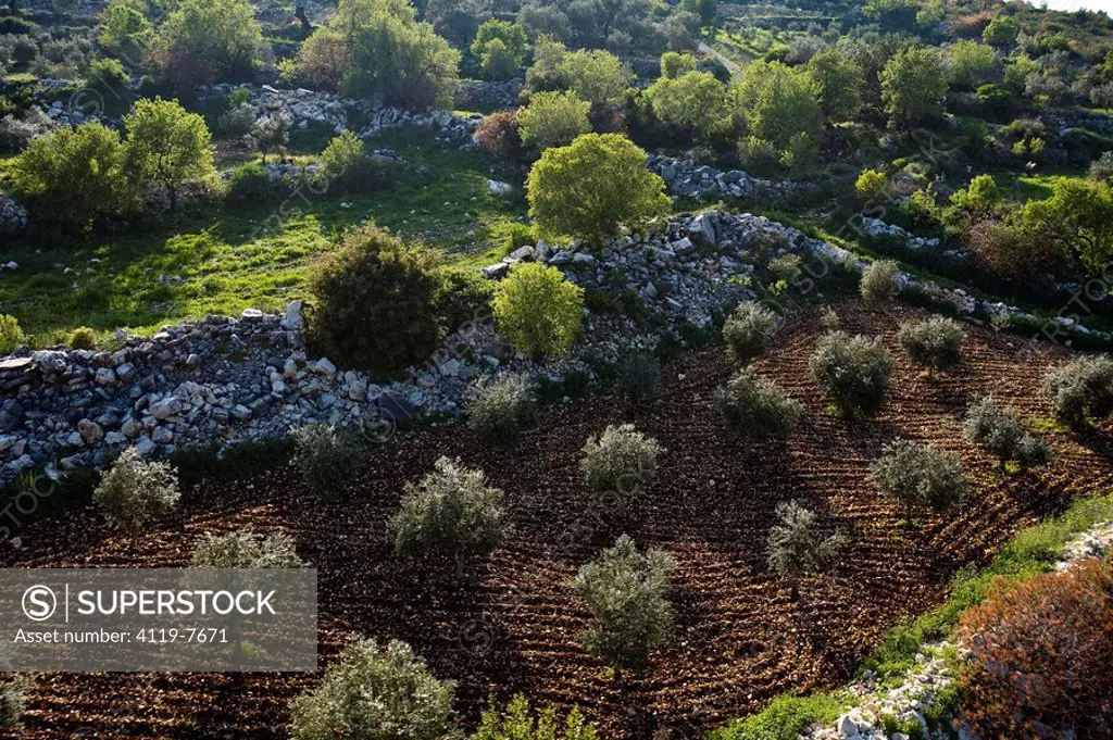 Aerial photograph of the landscape of the Upper Galilee