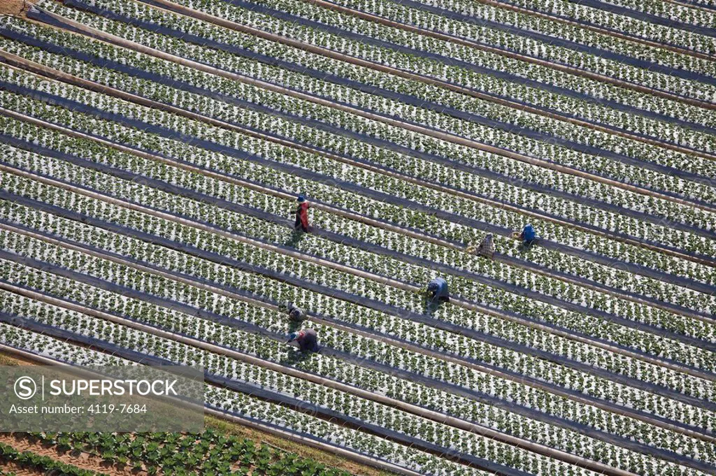 Aerial photograph of Thai workers in the fields of the Dan Metropolis