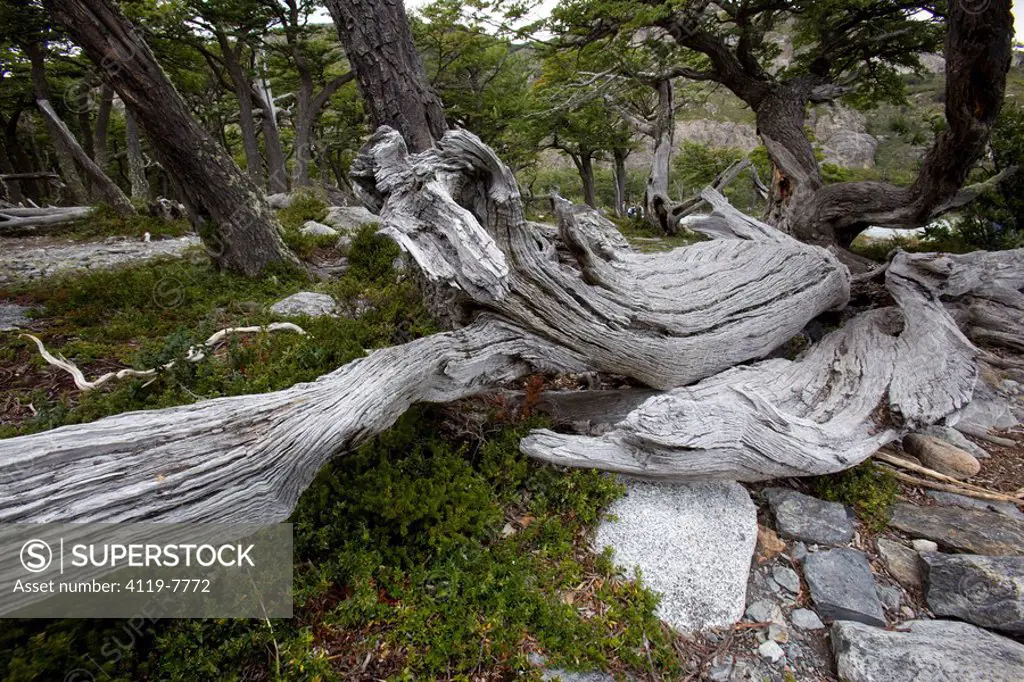 Photograph of an old forest in Patagonia Argentina