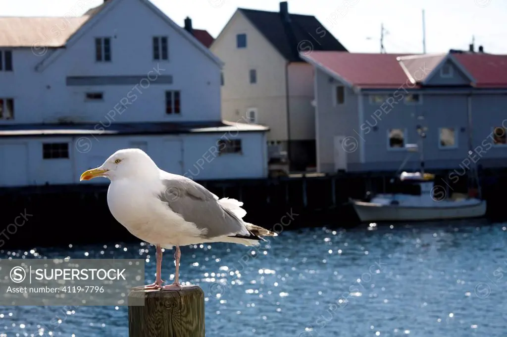 Photograph of a seagull standing on a pole in a Norwegian port