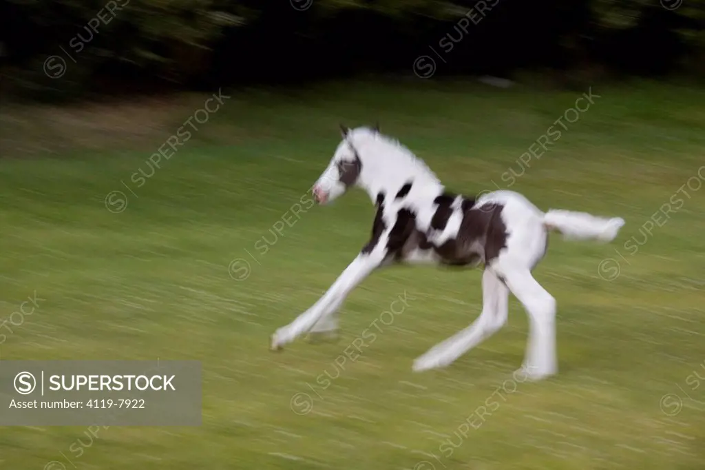 Photograph of a running young horse in Patagonia Argentina