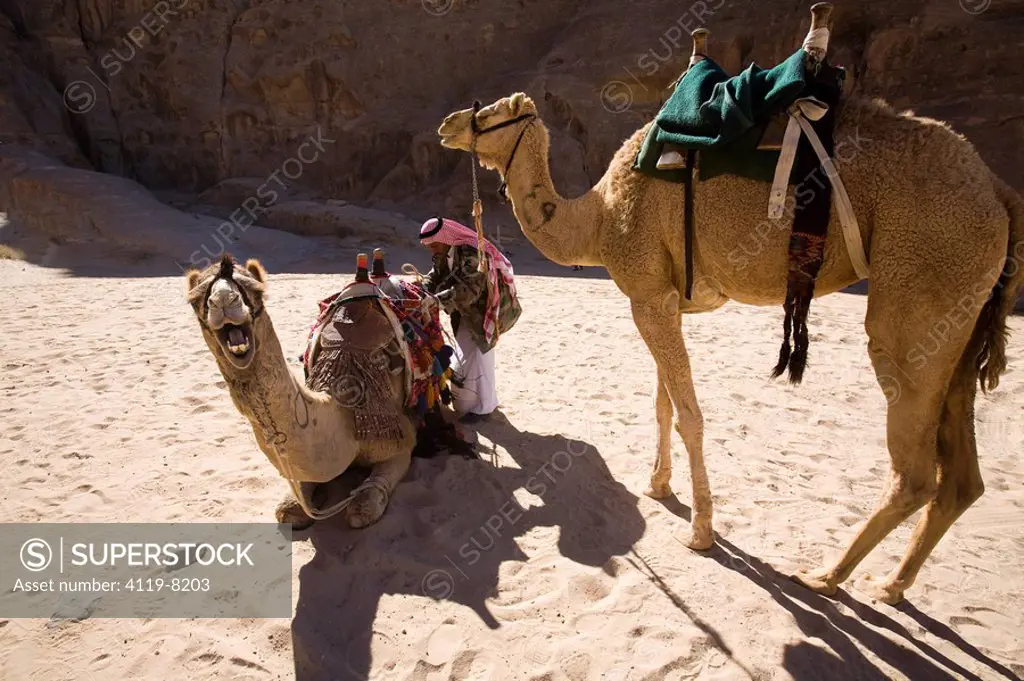 Photograph of camels in the Jordanian desert