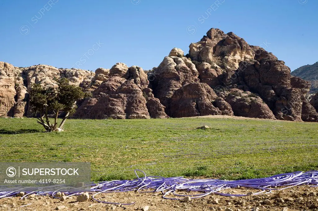 Photograph of green grass in the middle of the Jordanian desert