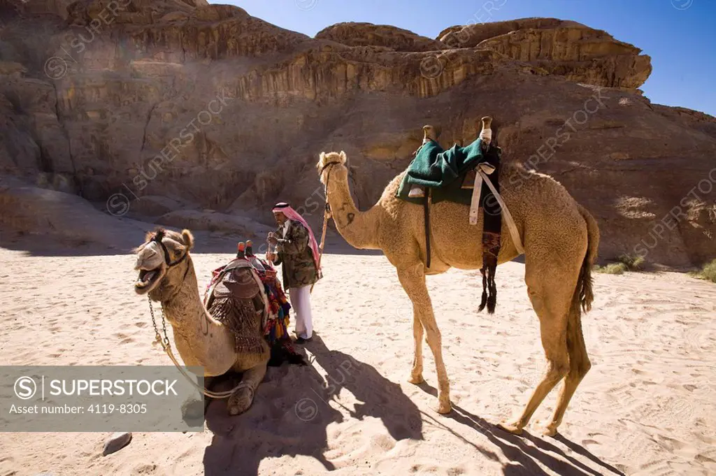 Photograph of camels in the Jordanian desert