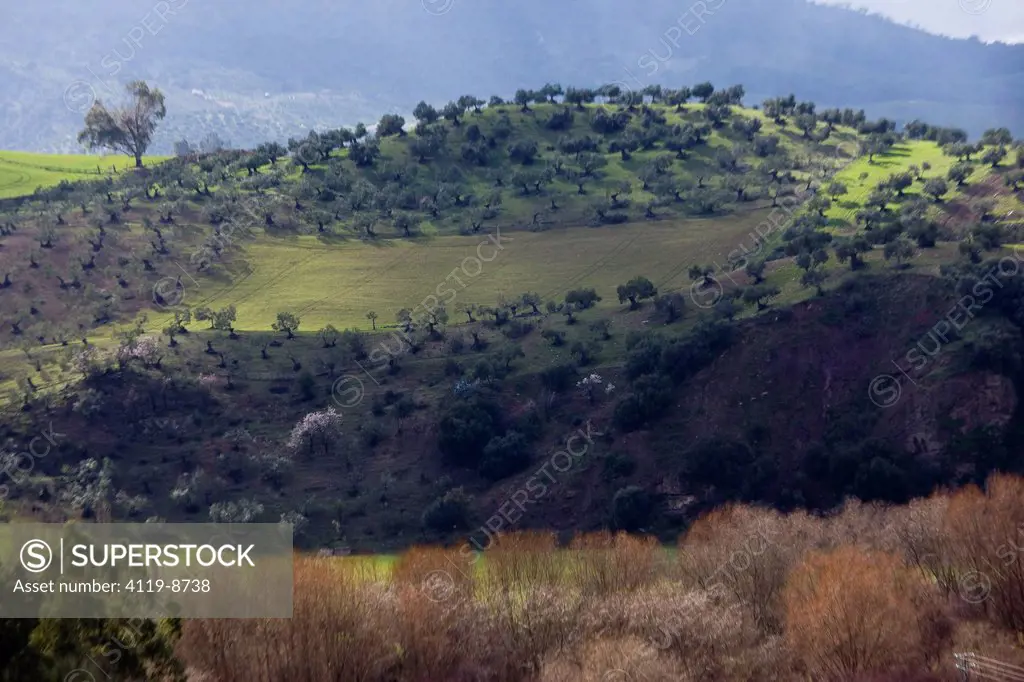 Photograph of the landscape of Andalusia Spain
