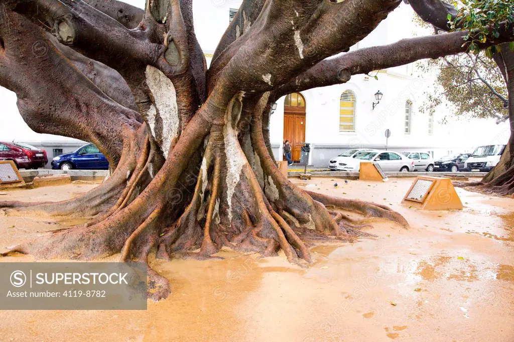 Photograph of a massive tree stump in the Spanish city of Cadiz Andalusia