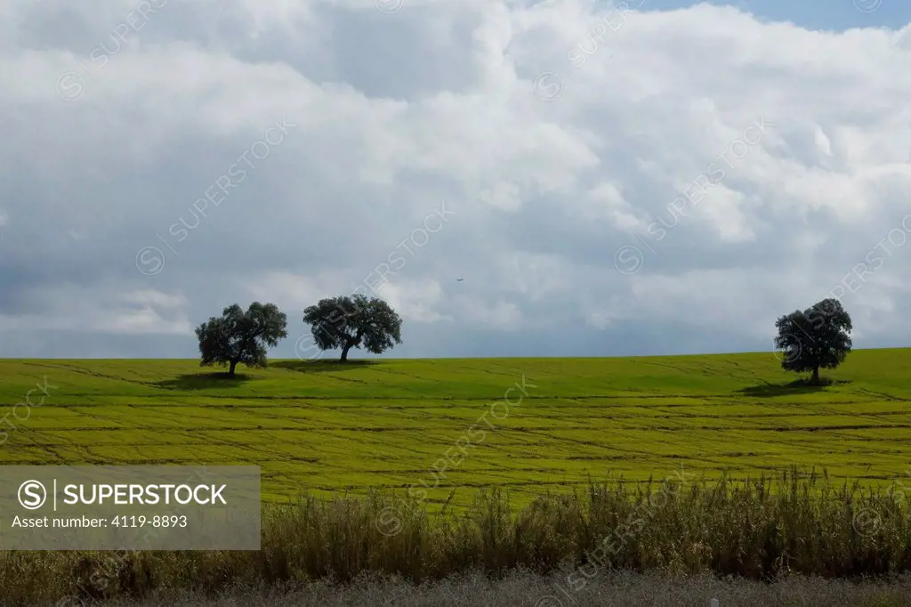 Photograph of he landscape of Andalusia Spain