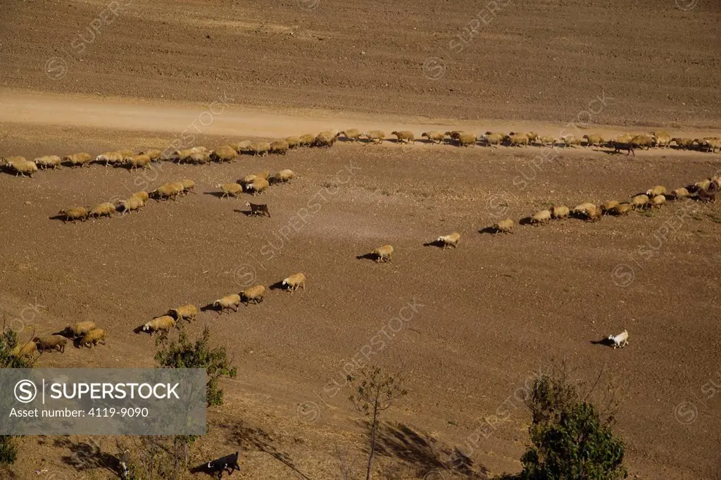 Aerial Photo of a flock of sheep in the North Negev