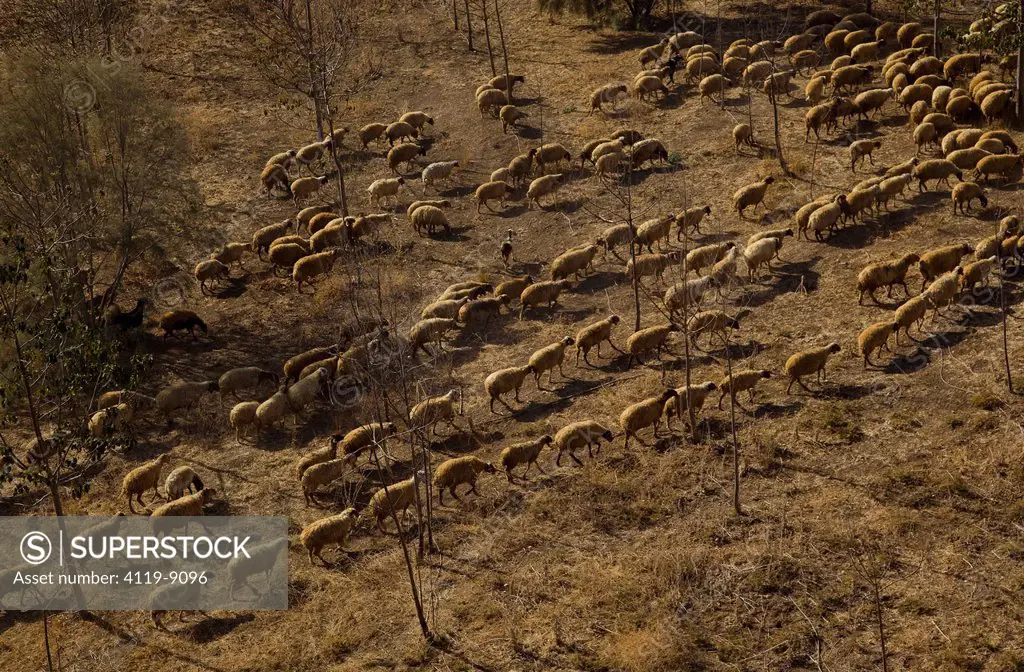 Aerial Photo of a flock of sheep in the North Negev