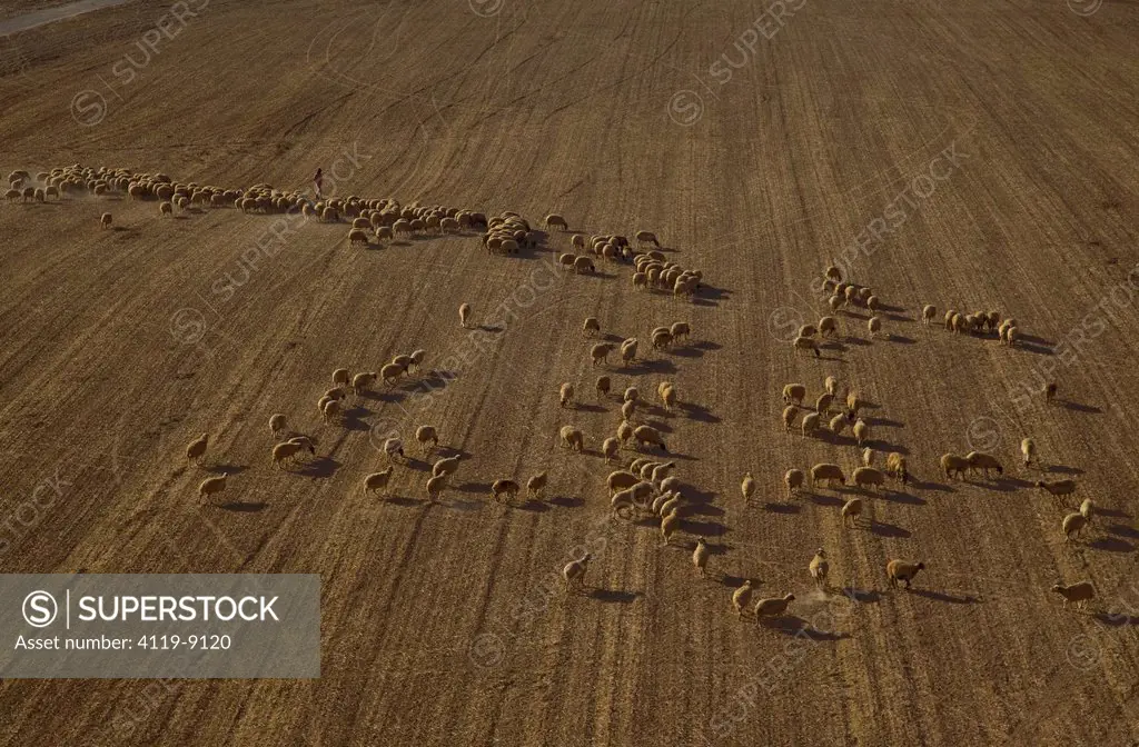 Aerial View of sheep in the North Negev