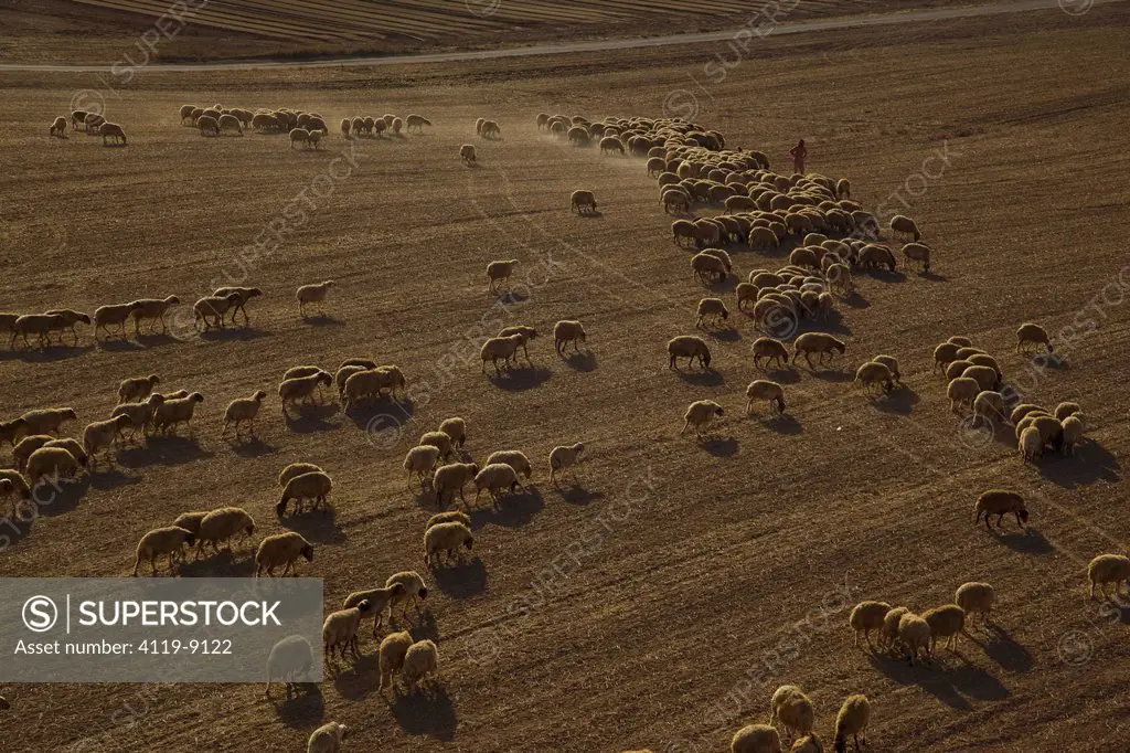 Aerial view of a flock of sheep at the northern Negev